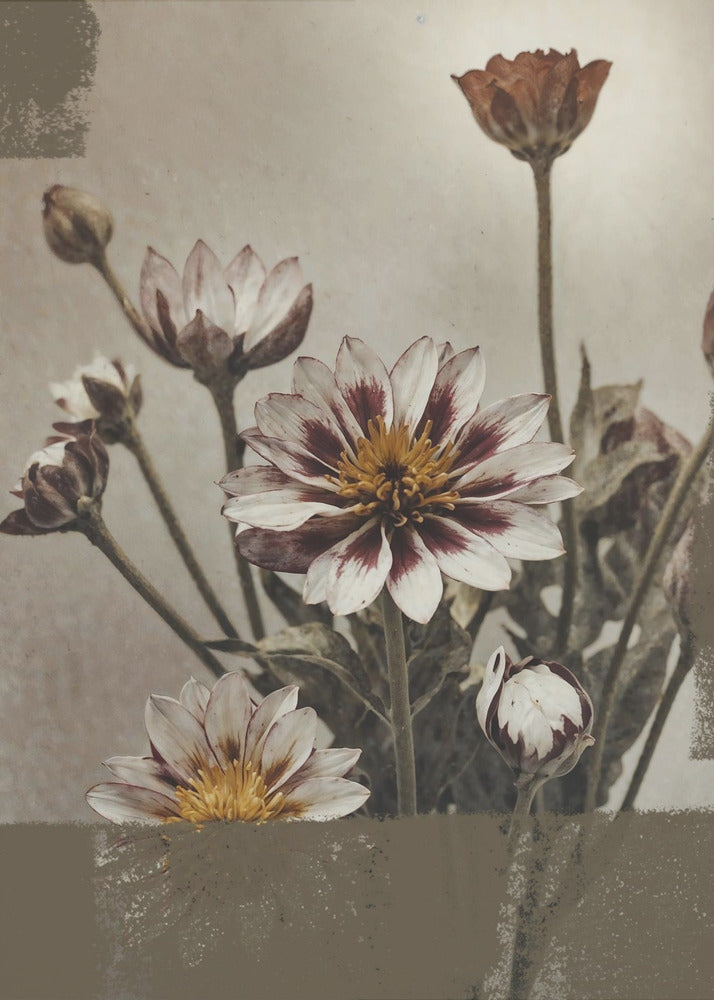 5 Vintage Flowers | Poster