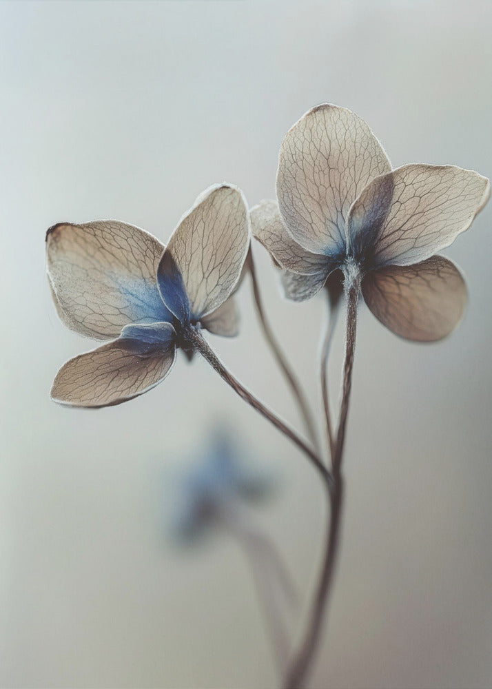 Whispers of Petals | Canvas