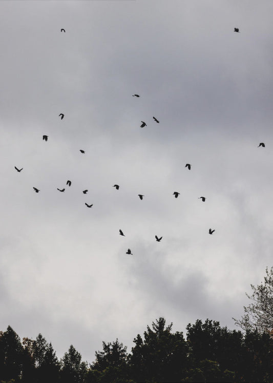 Birds and Clouds 1 | Poster