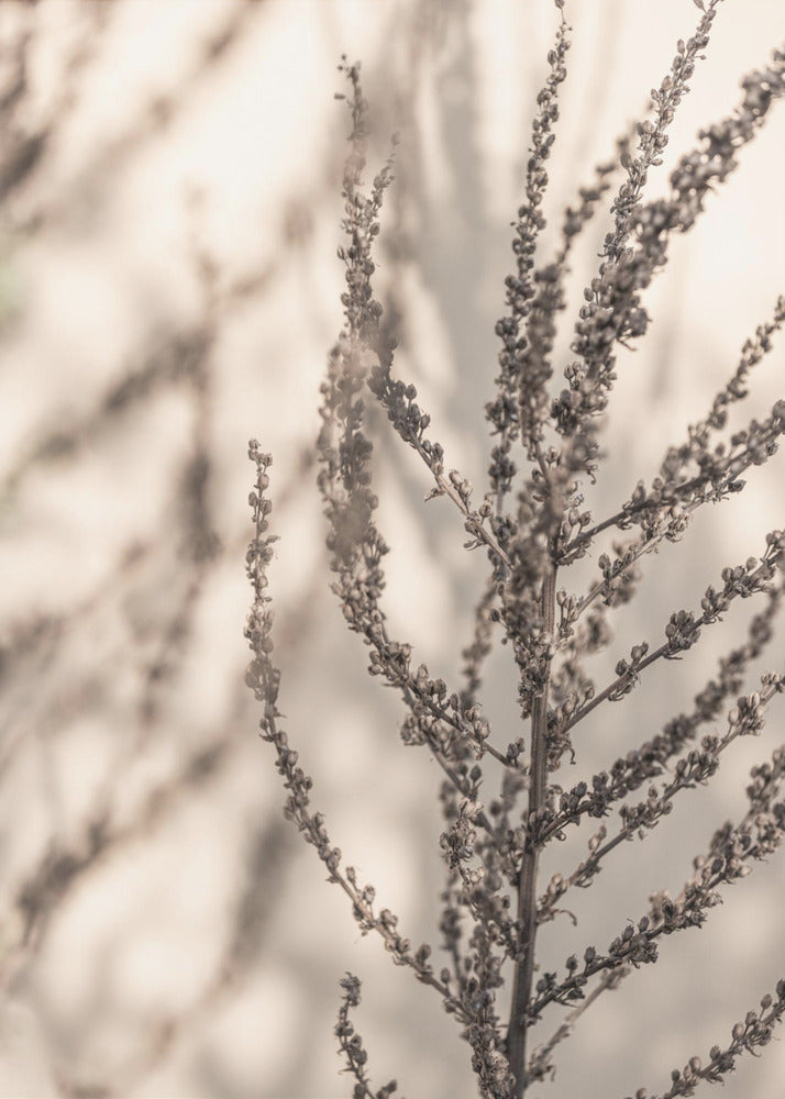 Summer Shadows 7X | Canvas