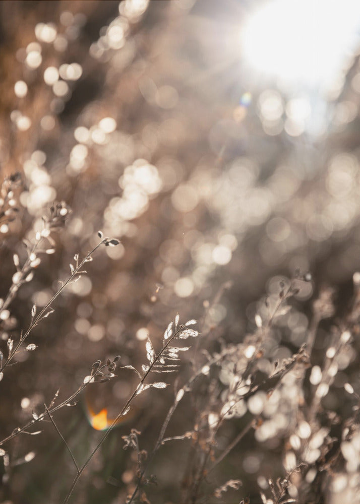 Warm Winter Light 6 | Poster