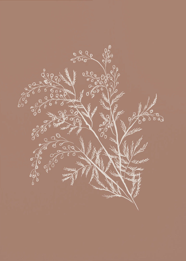 Acacia Botanical Branch | Poster