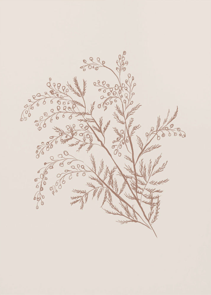 Acacia Botanical Branch | Poster