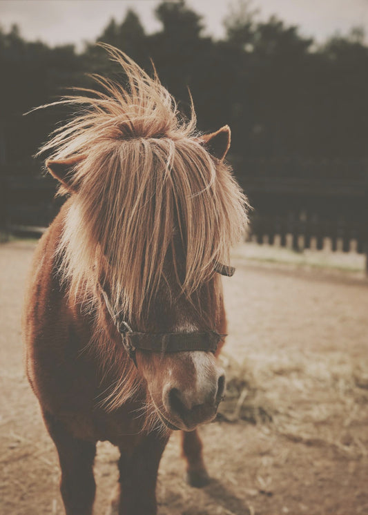 Pony with a Shaggy Mane | Canvas