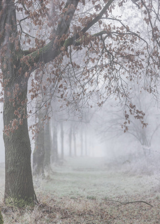 Foggy Winter Morning 3 | Poster