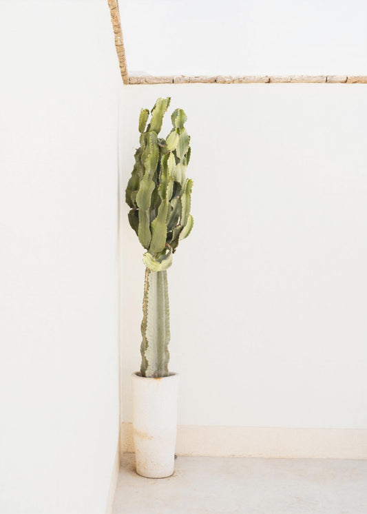 Bohemian Summer | Poster