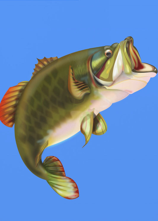 Bass Fish | Poster