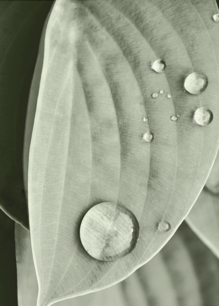 Dew on Leaf Elegance | Poster