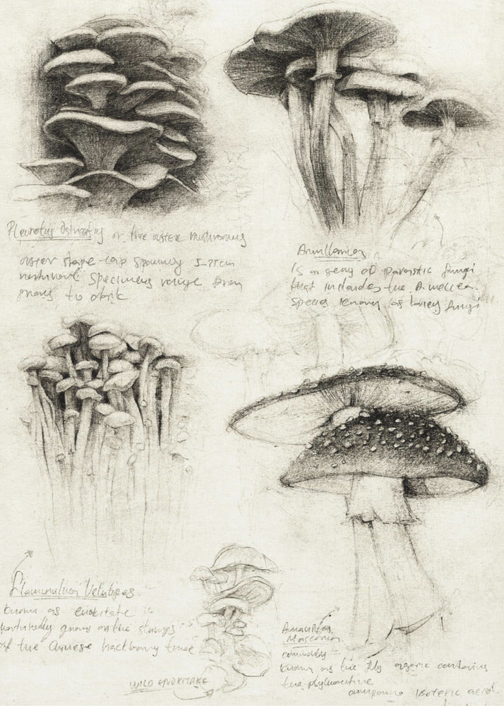 Various Botanical Mushrooms | Canvas