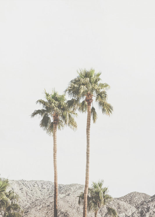Palm Springs Palms | Poster