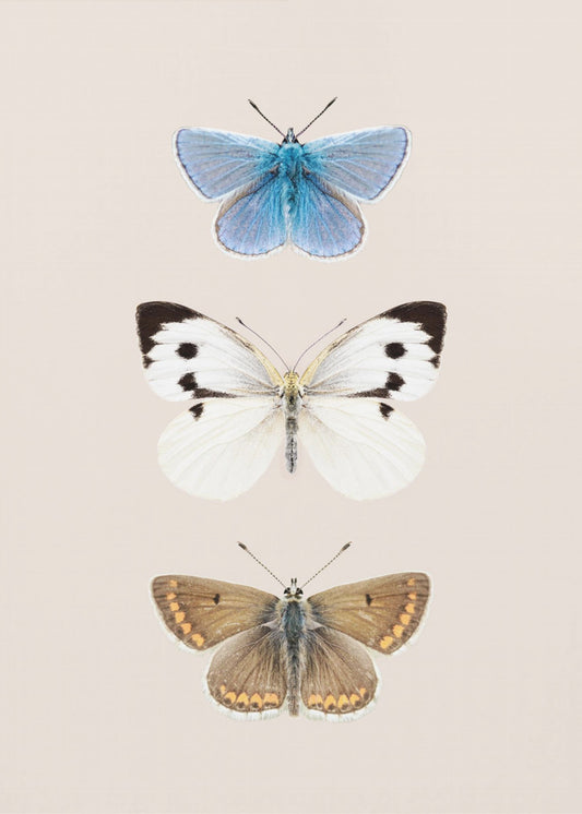 English Butterlies 2 | Canvas