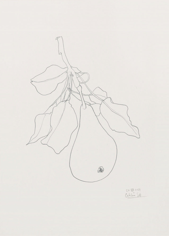 Elegant Pear Sketch | Canvas