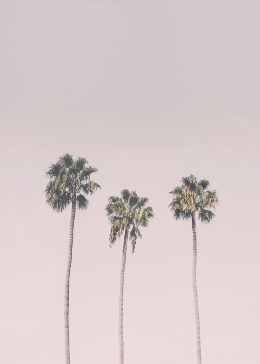 Palms On Pink | Poster