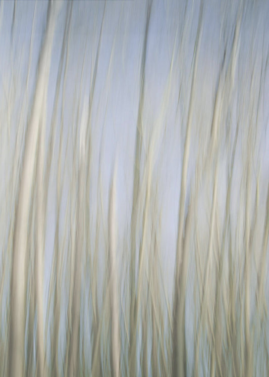 Whispering Trees | Canvas