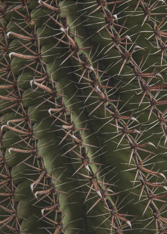 Cactus Showcases | Poster