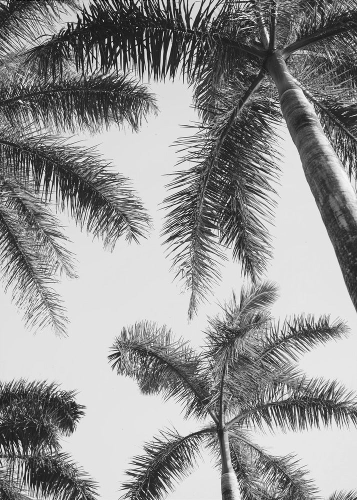 Black And White Palm Tree | Canvas