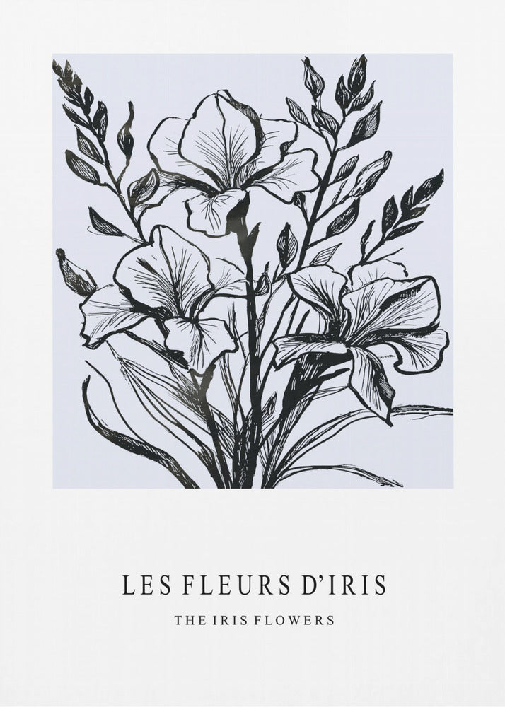 Iris Flowers In A Monochrome Illustration | Canvas