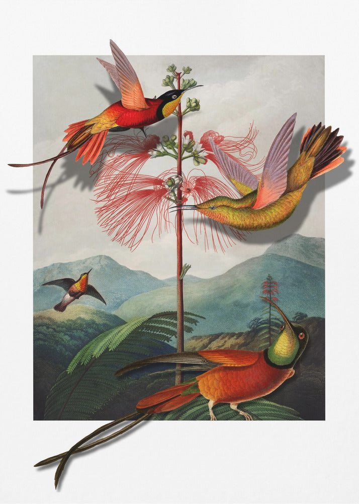 Mimosa Grandiflora | Canvas