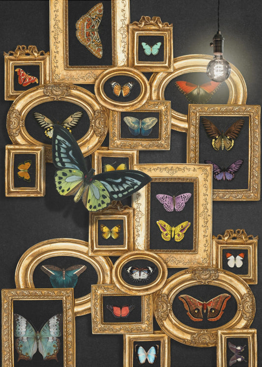 A Collection Of Butterflies | Poster