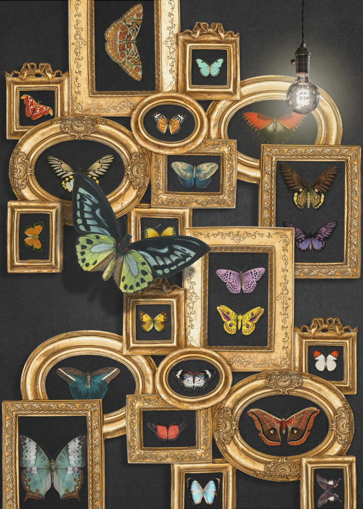 A Collection Of Butterflies | Canvas