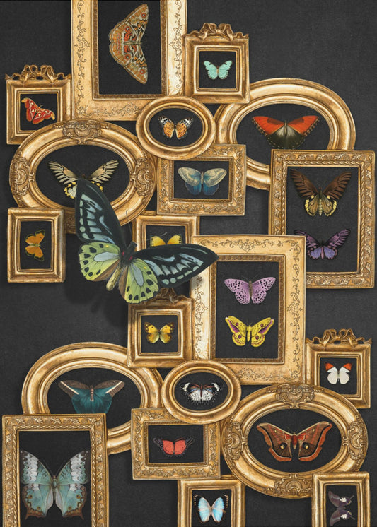 A Collection Of Butterflies | Canvas