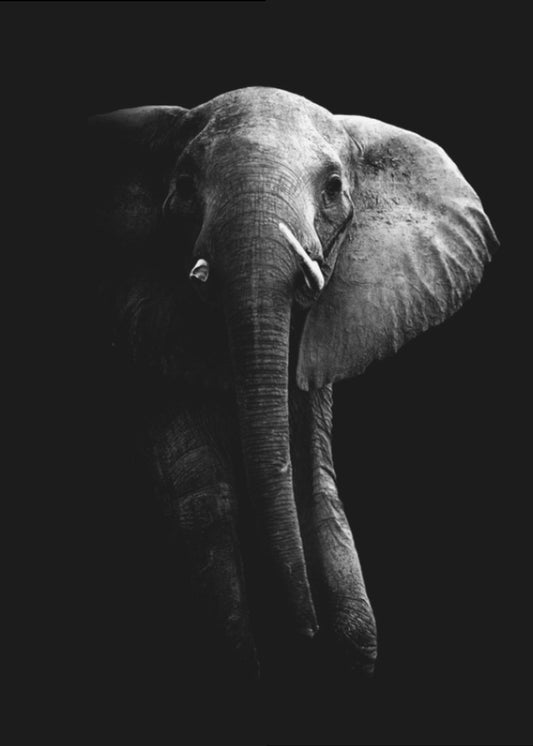 Elephant! | Poster