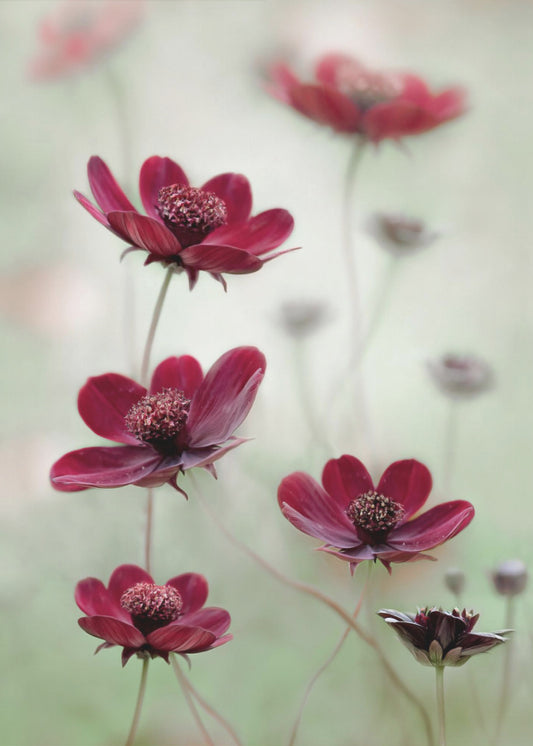 Cosmos sway | Canvas
