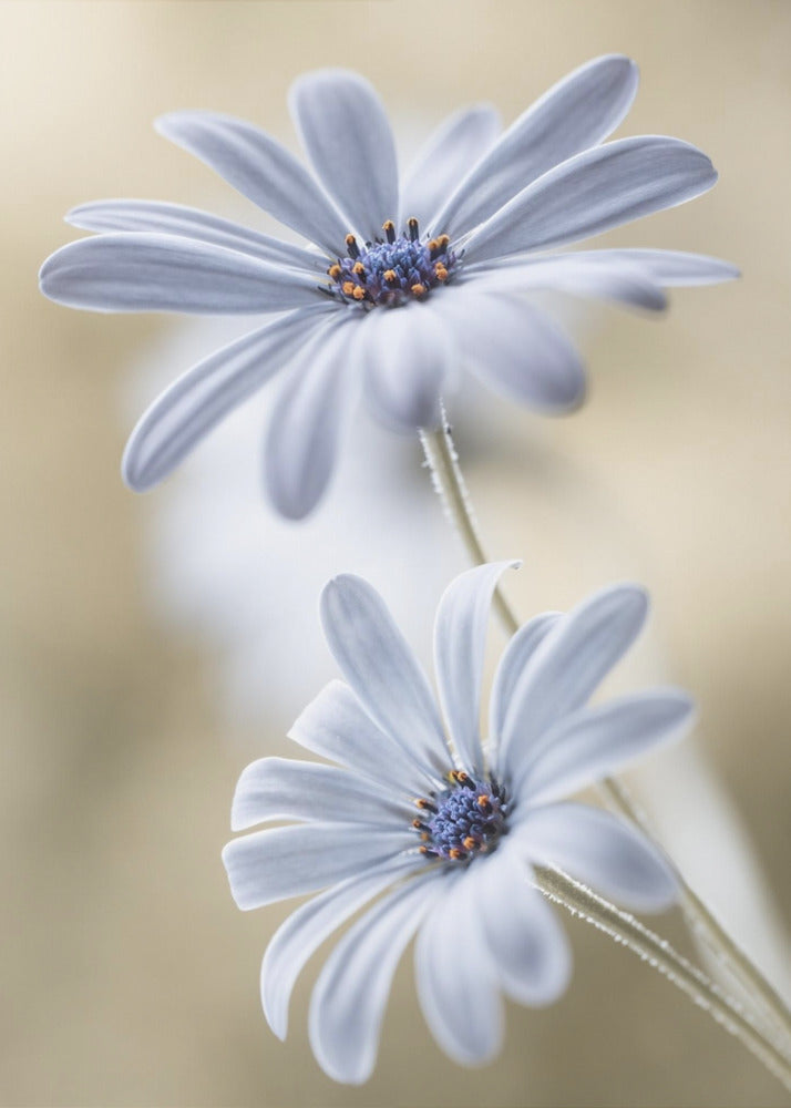 Cape daisies | Canvas