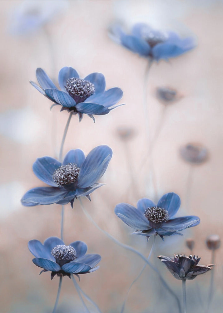 Cosmos blue | Canvas