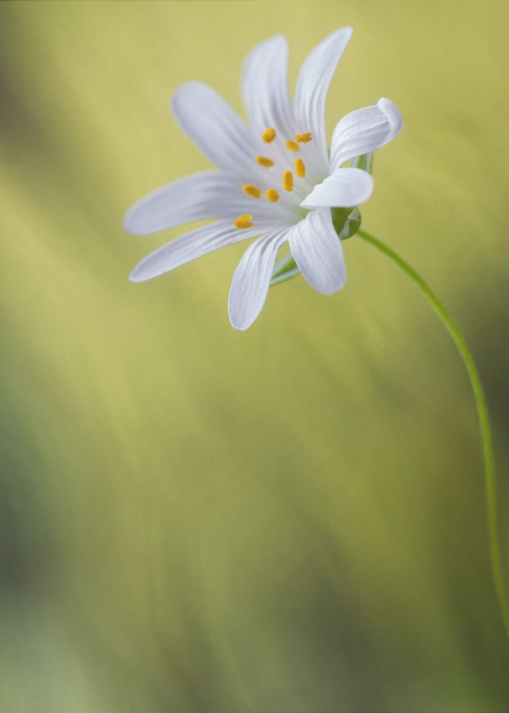 Stitchwort | Canvas