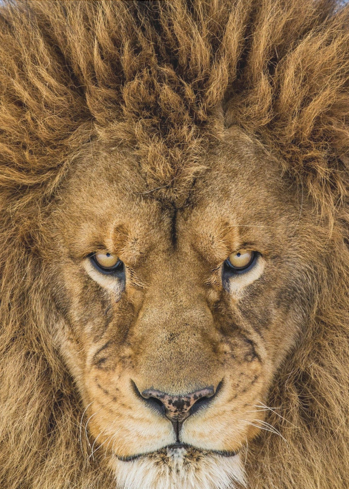 Serious Lion | Canvas