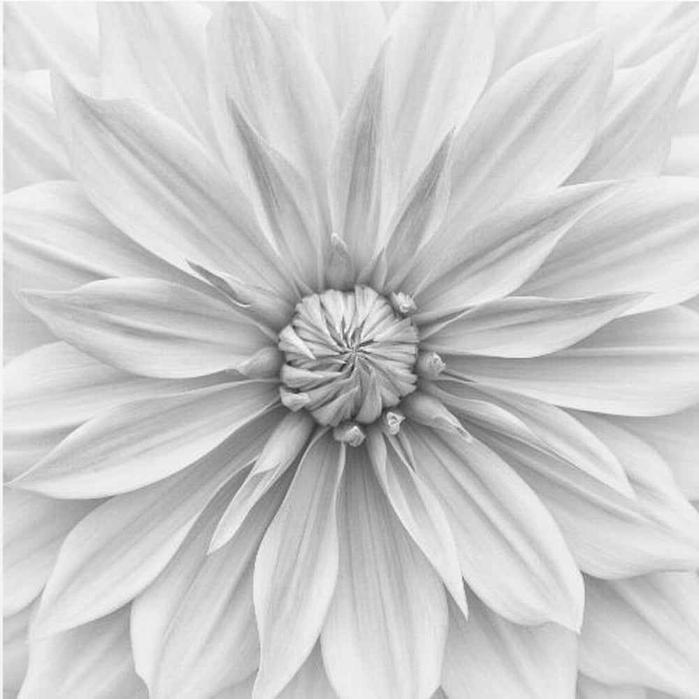 Hamari gold in monochrome | Poster