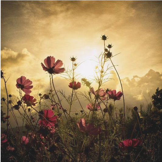 Watching the Sun | Canvas