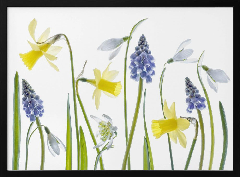 Spring | Poster