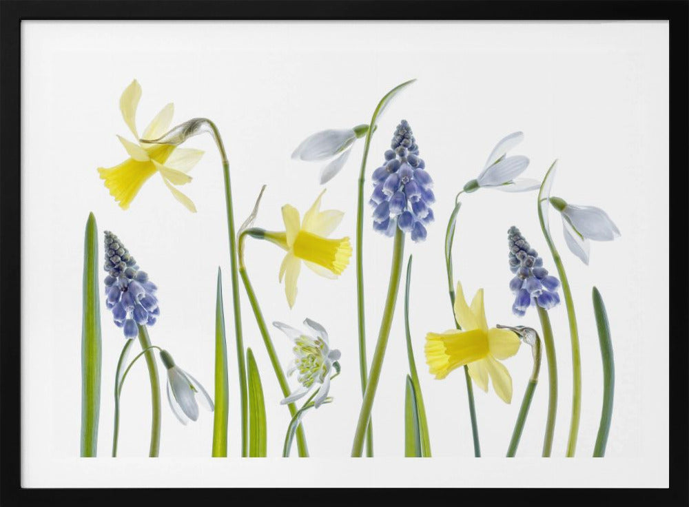 Spring | Poster