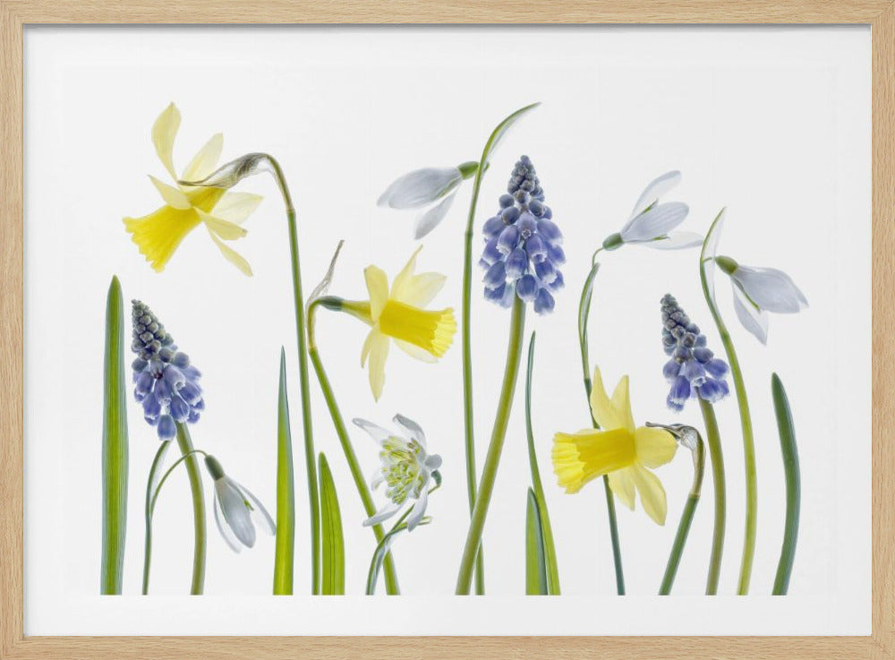 Spring | Poster