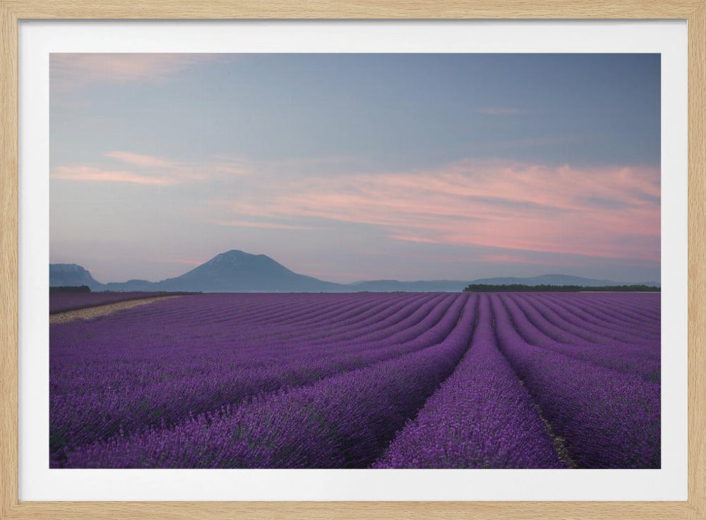 Lavender field | Poster