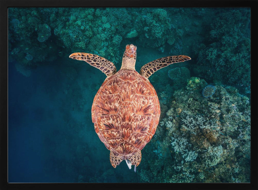 Flying over the reef | Poster