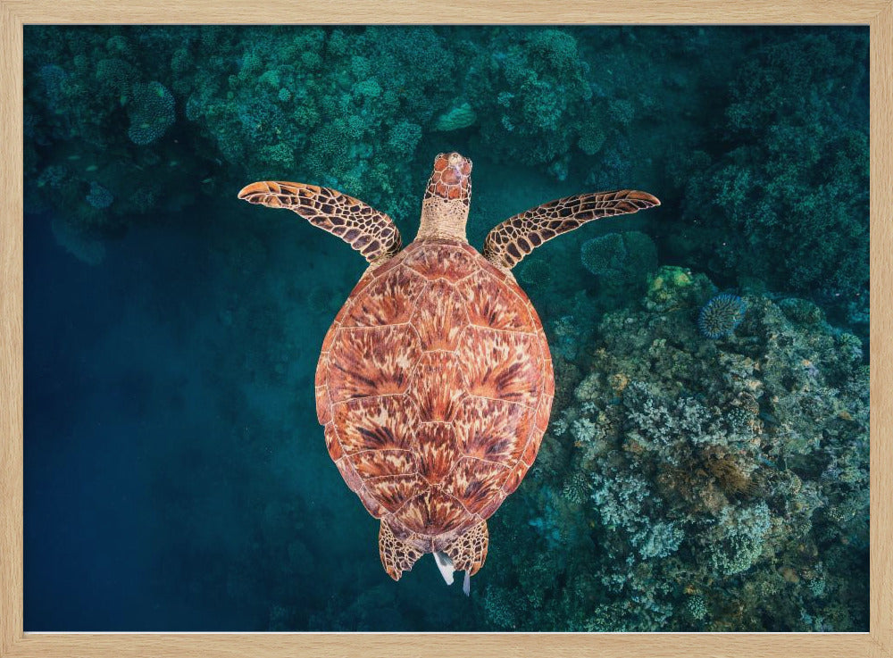 Flying over the reef | Poster