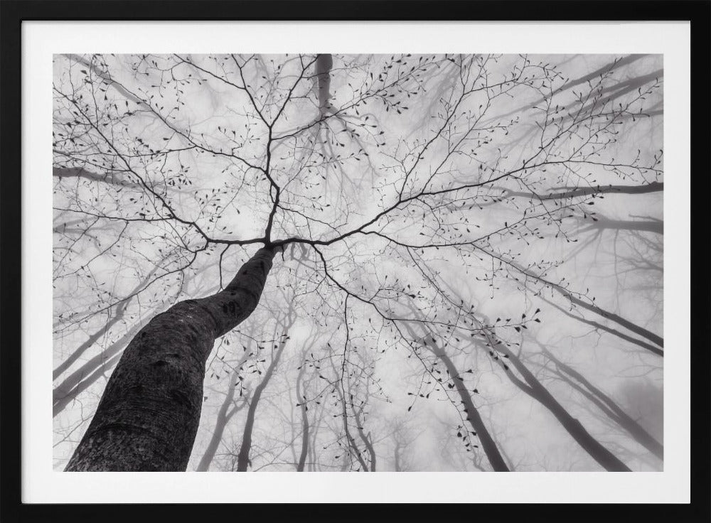 A view of the tree crown | Poster