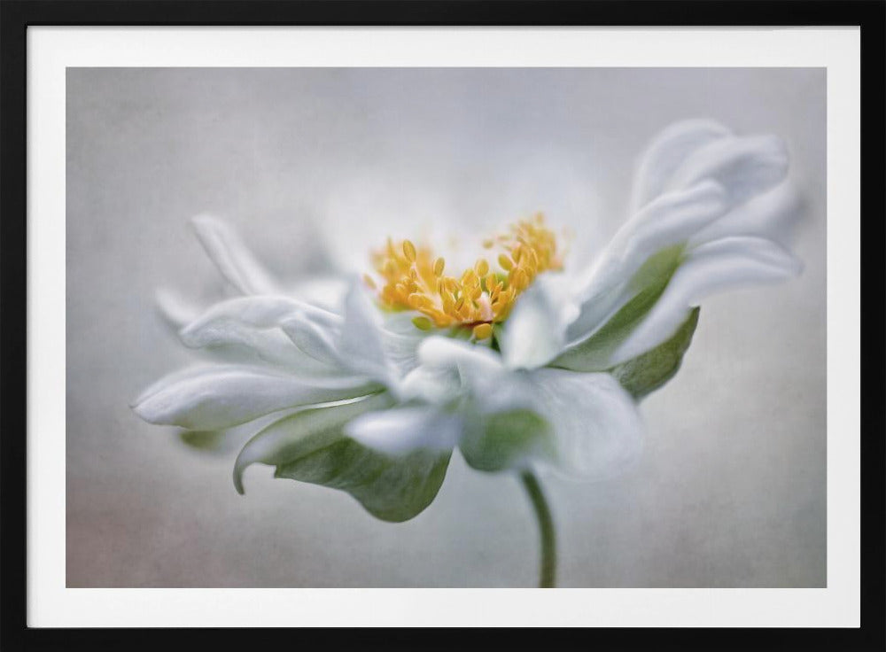 Anemone | Poster