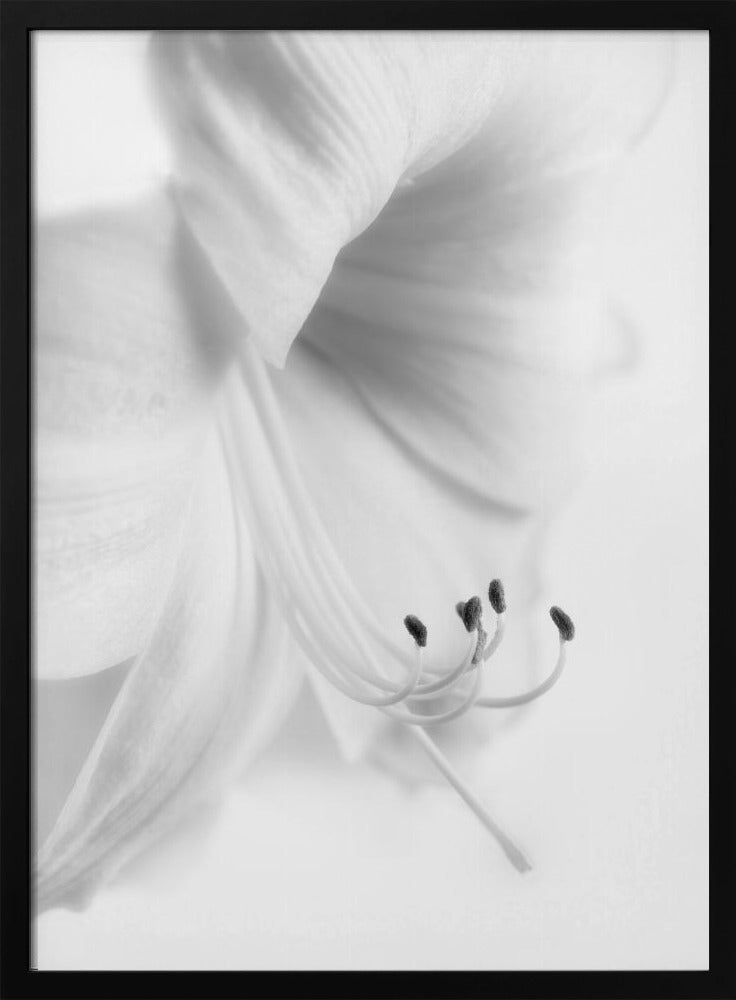 White on White | Poster