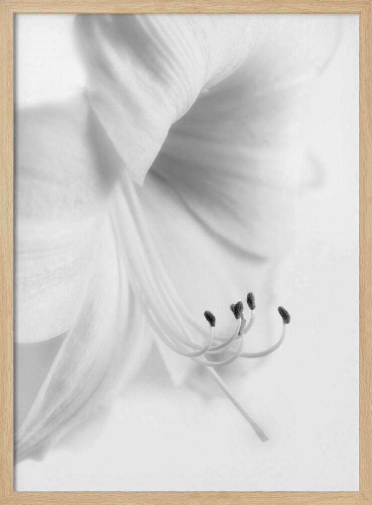 White on White | Poster