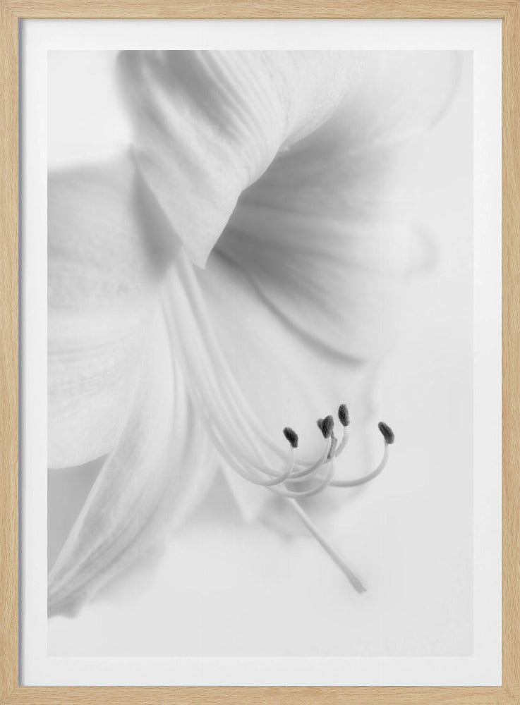 White on White | Poster