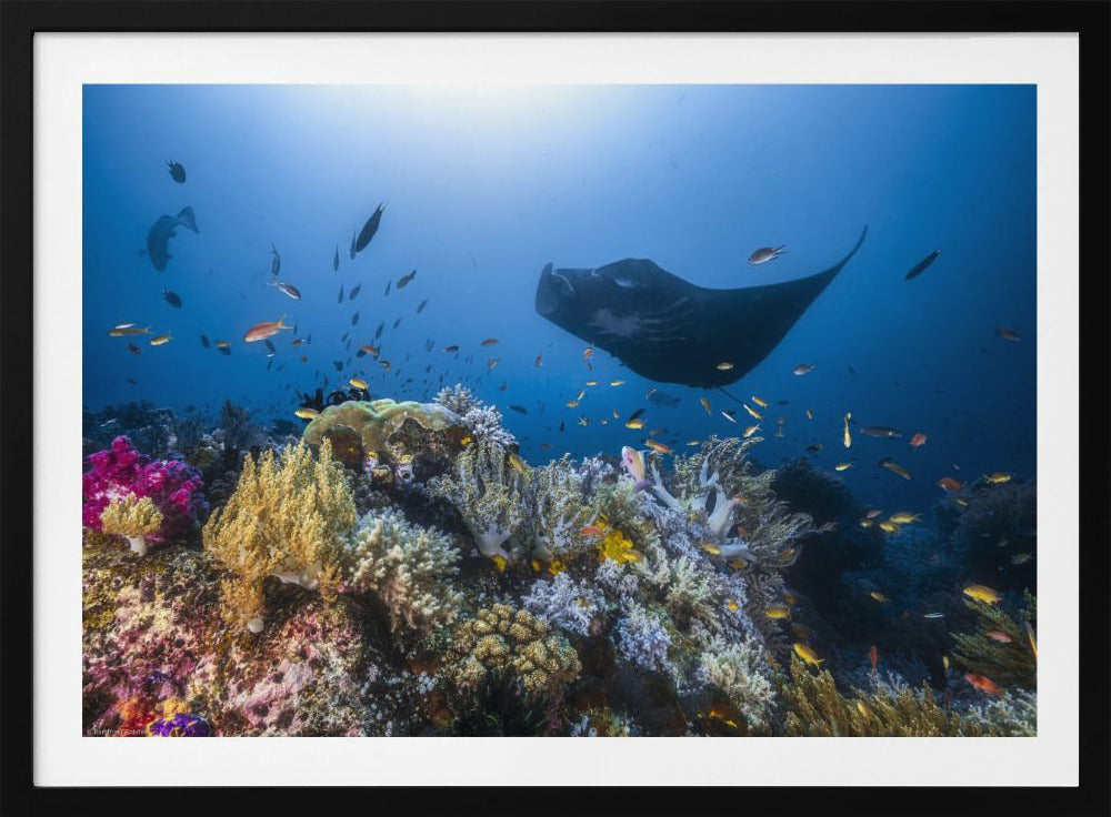 Manta reef on the reef | Poster