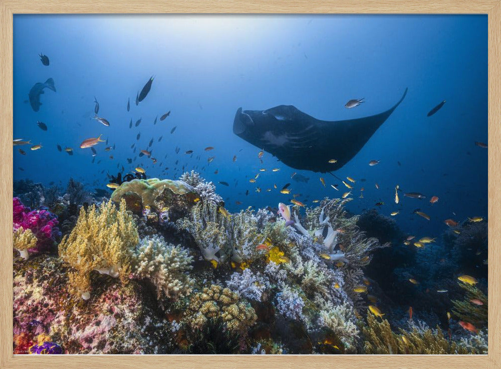 Manta reef on the reef | Poster