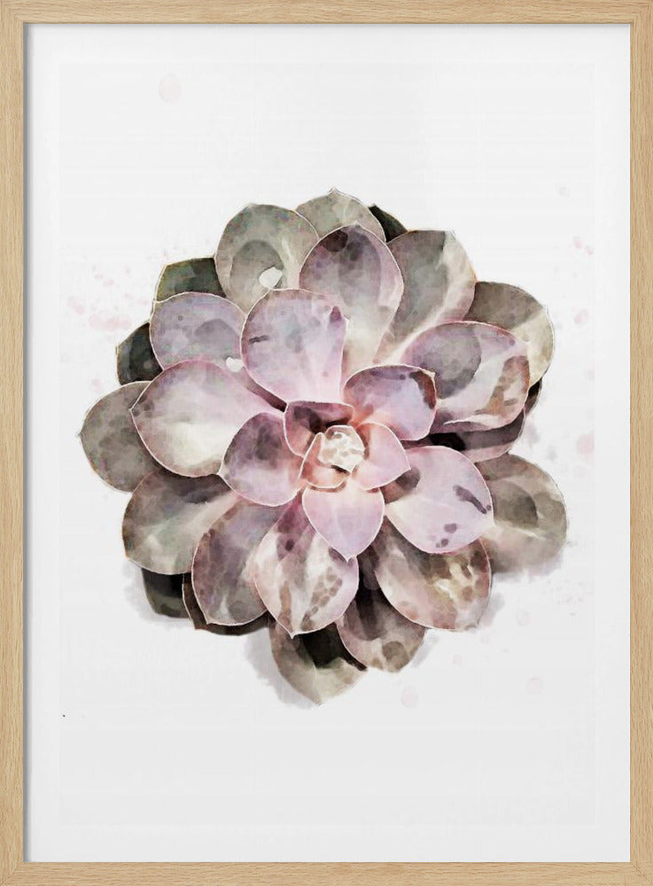 Succulent 01 | Poster