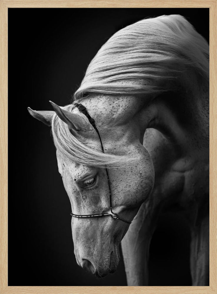 white stallion | Poster