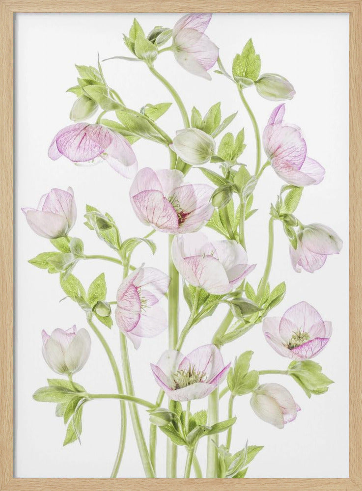 Hellebore | Poster