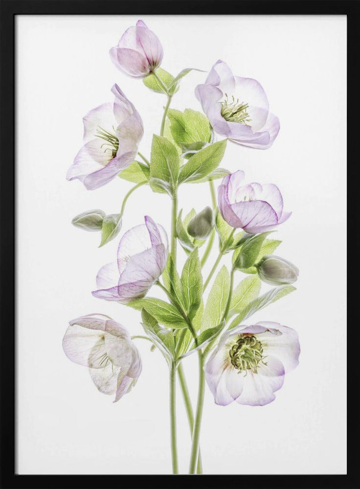 Hellebore | Poster